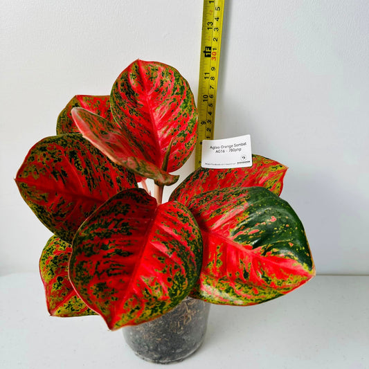 Aglaonema Orange Sombat