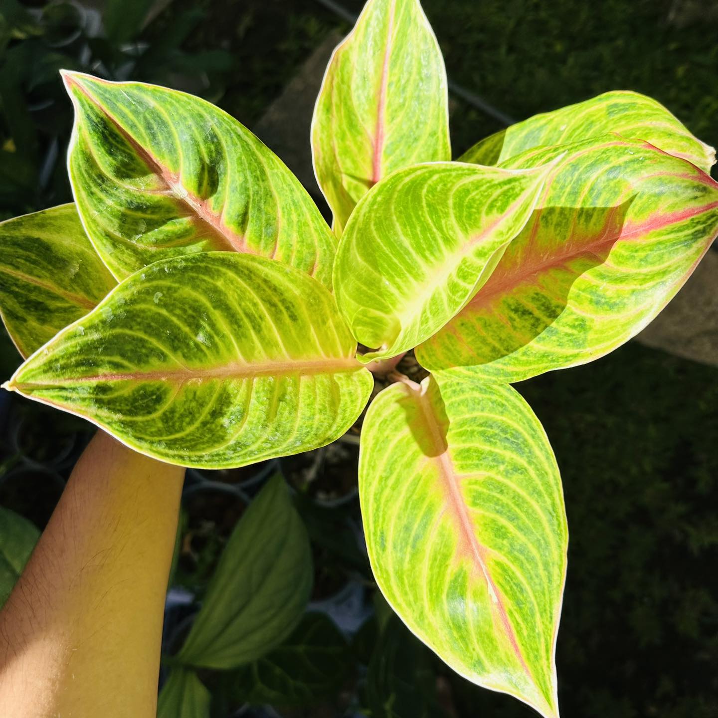 Aglaonema Amber Mutation