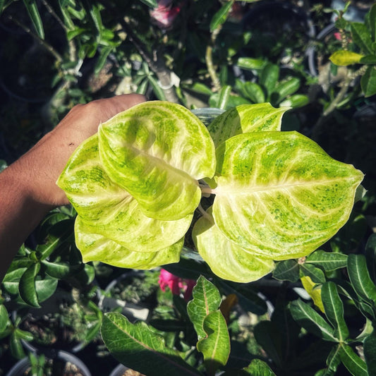 Aglaonema Golden Coin