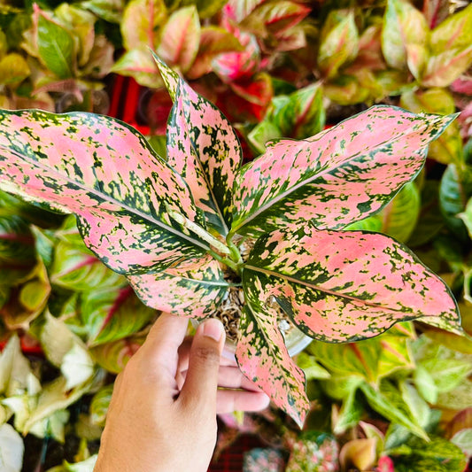 Aglaonema New Pink Kumkoon