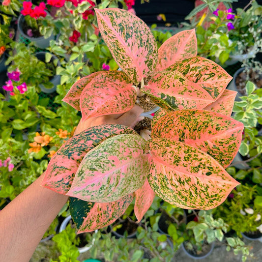 Aglaonema Orange Stardust