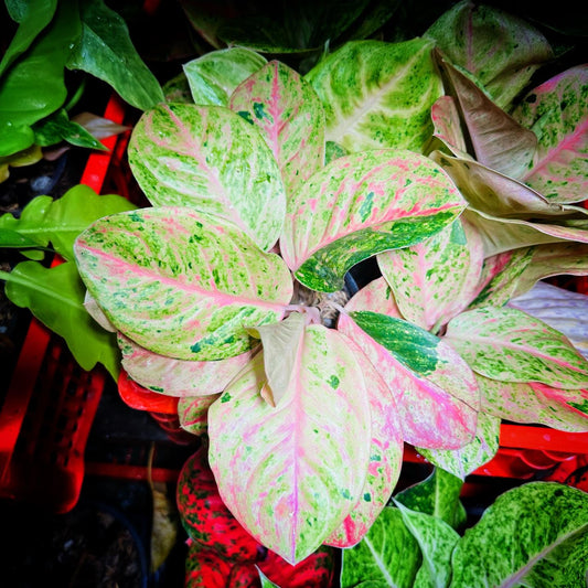 Aglaonema Pink Emerald