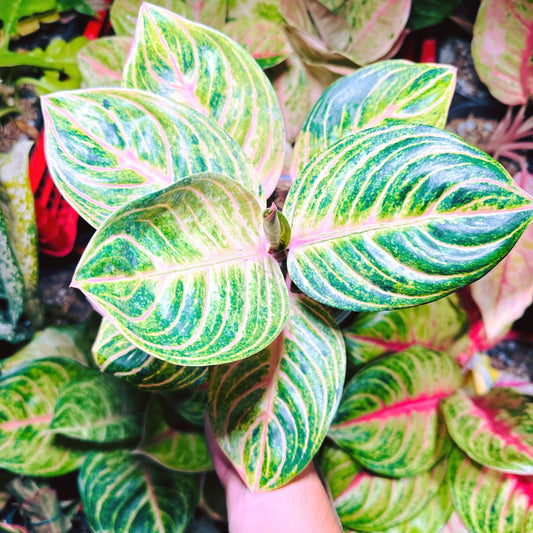 Aglaonema Pink Siam Perfect