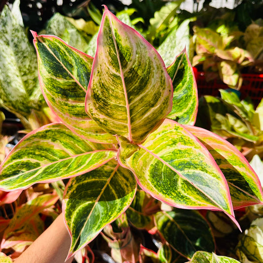 Aglaonema Pinky Pie