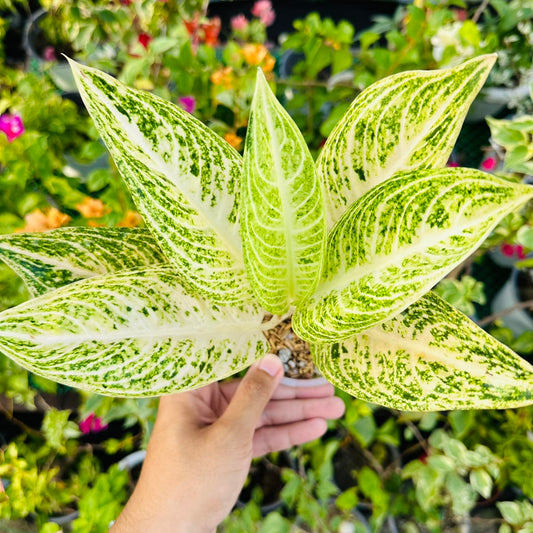 Aglaonema Snow White Legacy