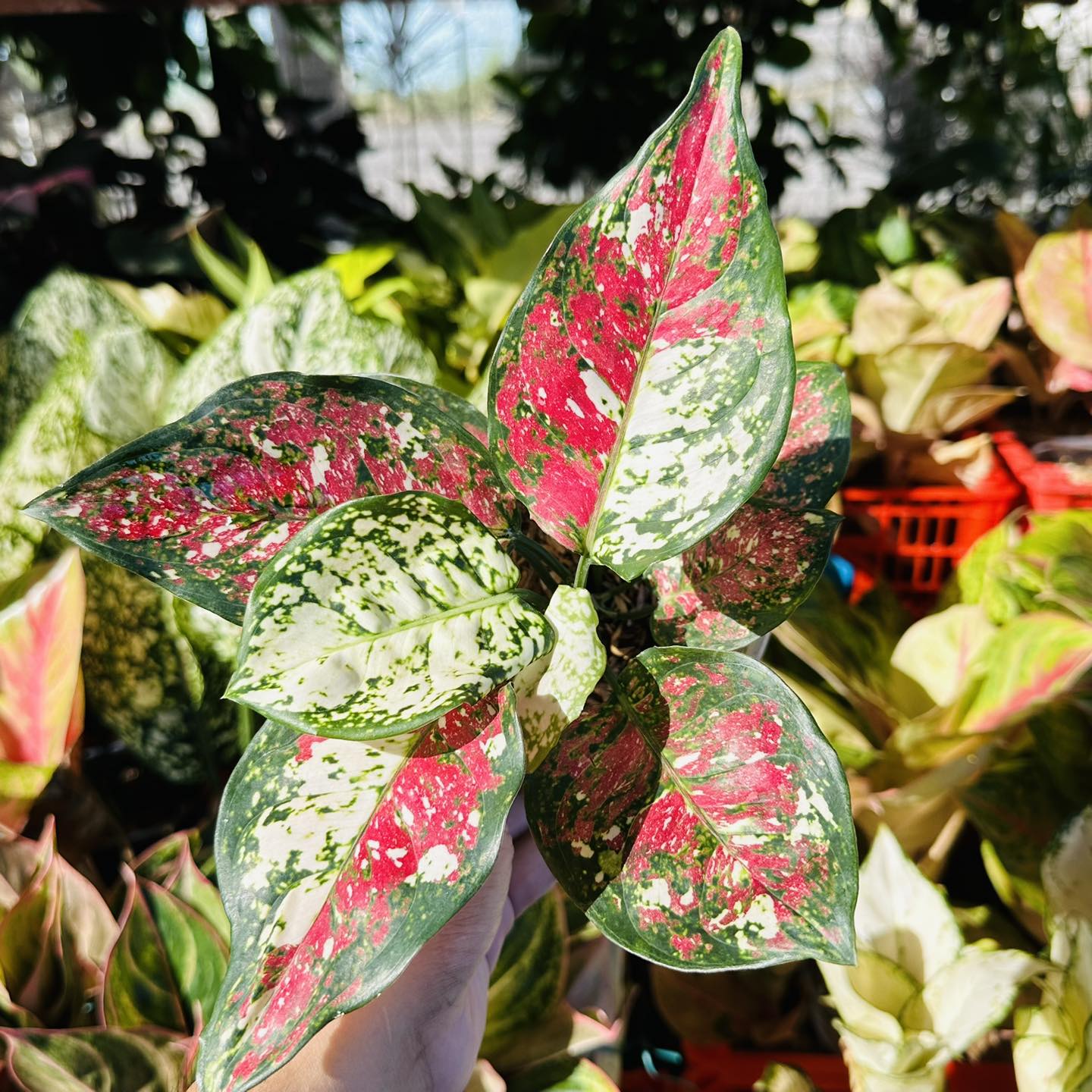 Aglaonema TriColor