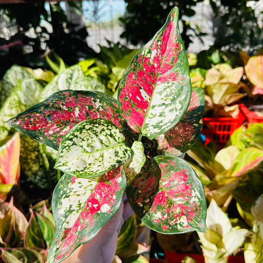 Aglaonema TriColor